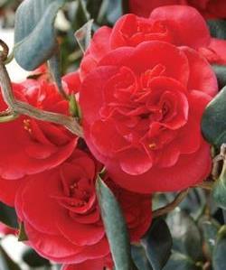 Curly Lady Contorted Camellia, Camellia 'Curly Lady'